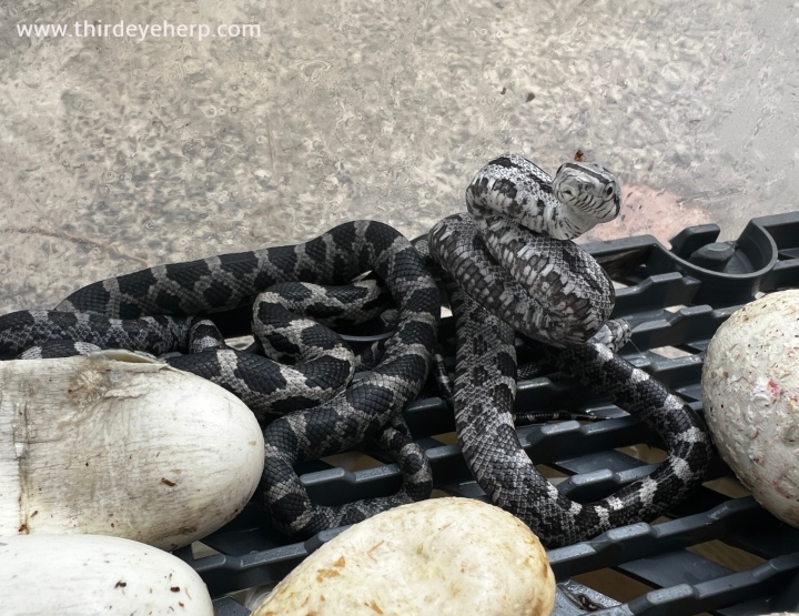 Black Rat Snake